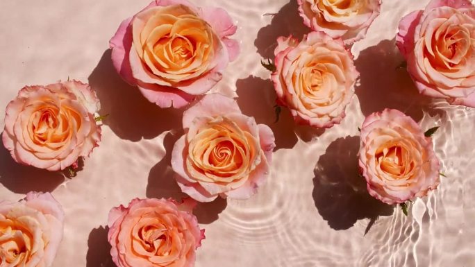 水面上的玫瑰花，从上往下看。缓慢的运动。柔软的粉红色玫瑰在清澈平静的水中。太阳和阴影。纯净的粉红色的