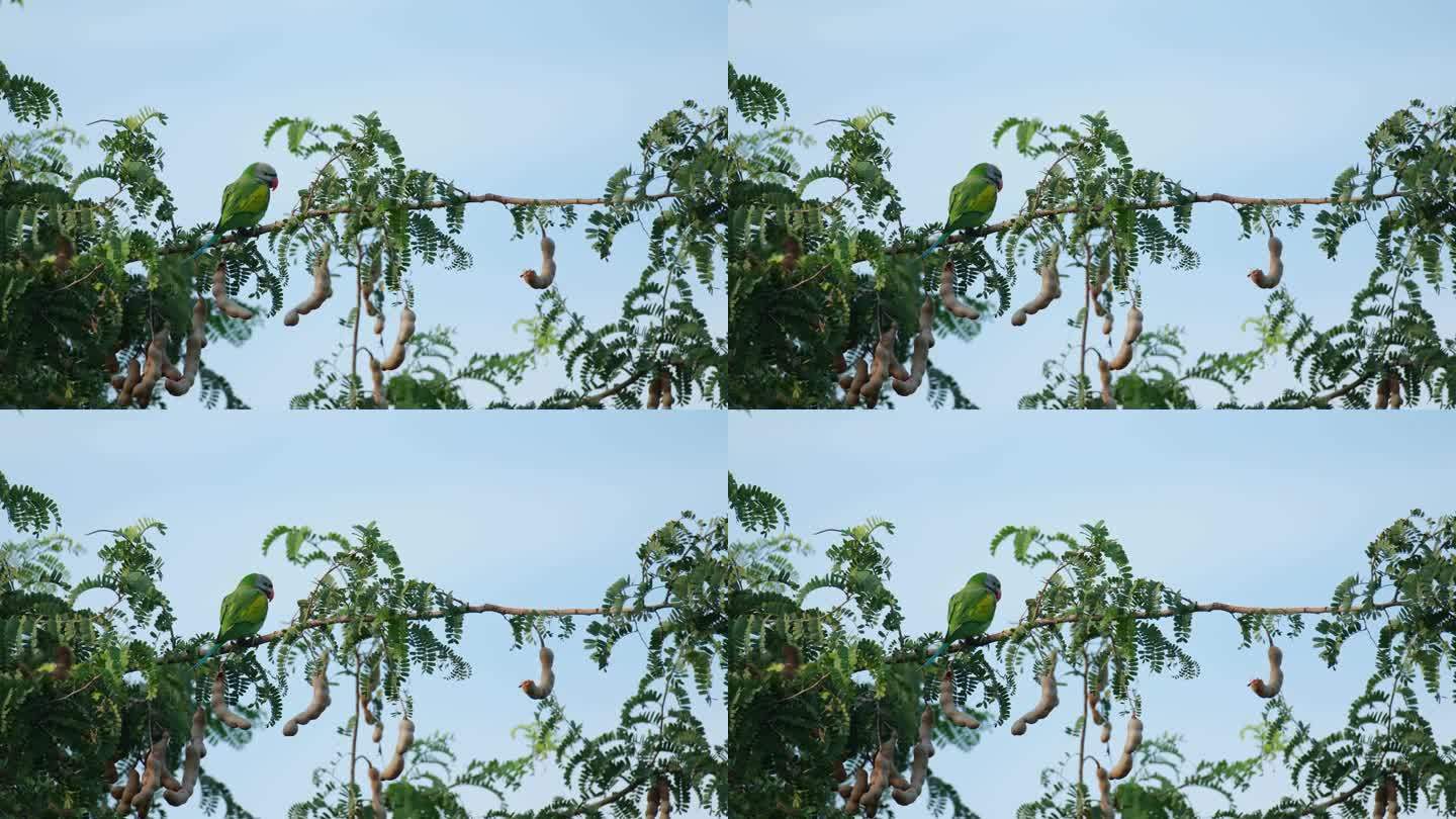 泰国，红胸长尾小鹦鹉栖息在一棵结满果实的罗望子树上，向四周张望
