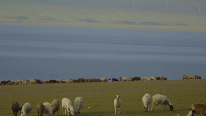 新疆 夏季的草原 放牧、羊群