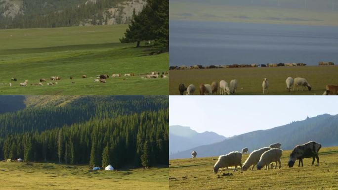 新疆 夏季的草原 放牧、羊群