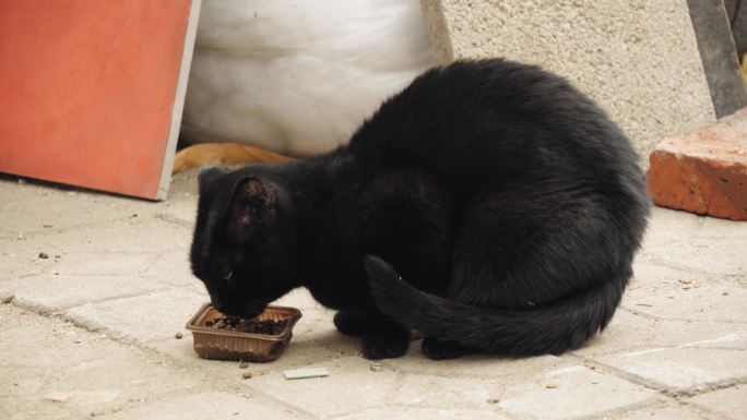 小区社区流浪猫流浪狗LOG