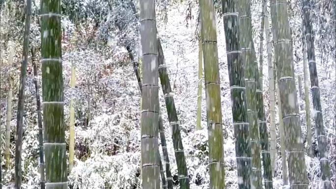 冬季竹林下雪的场景