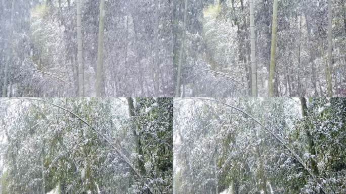 冬季竹林下雪的场景