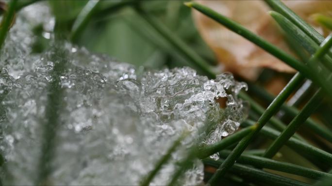 春天冰雪融化延时 万物复苏