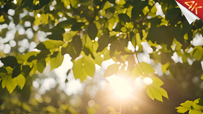 温暖阳光照耀植物美好意境CG影片