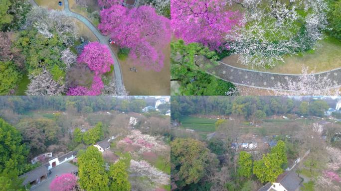 杭州植物园灵峰探梅梅花风景视频素材航拍