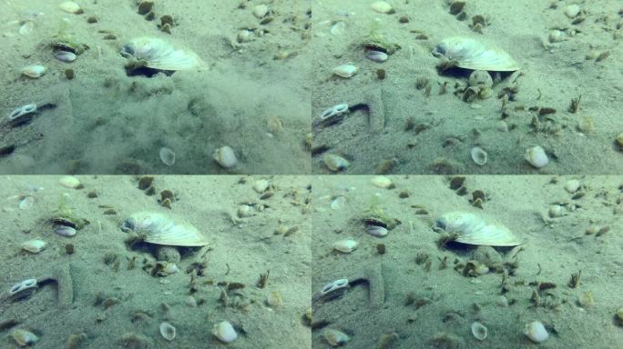 在沙底繁殖大理石纹虾虎鱼。