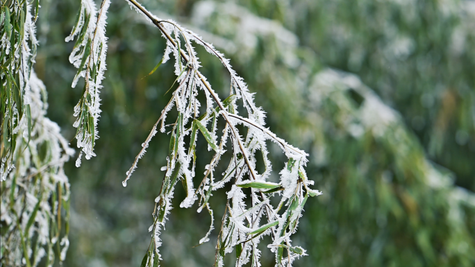 冬天来了竹叶结冰寒冬冰雪唯美冬韵