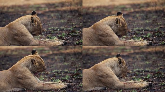 母狮坐在雨中杀死的斑马旁边