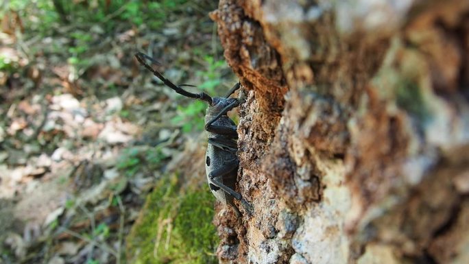 桑螨(Morimus funereus)是天牛科的一种或桑螨亚种。棕色橡树皮上长着长胡须的美丽的厚灰