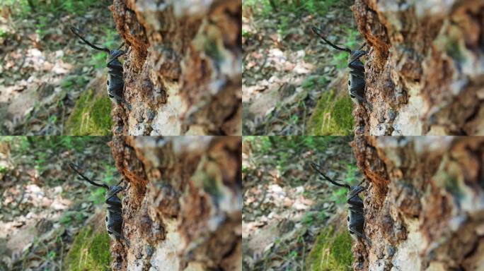 桑螨(Morimus funereus)是天牛科的一种或桑螨亚种。棕色橡树皮上长着长胡须的美丽的厚灰