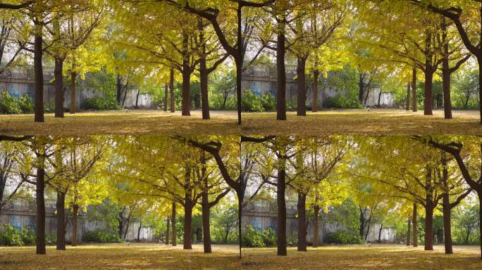 秋日下午的银杏树林