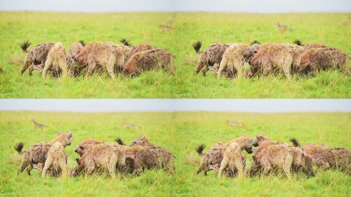 在肯尼亚马赛马拉国家保护区，非洲野生动物园马赛马拉北部保护区，鬣狗吃着动物的残骸，咯咯叫的慢动作镜头