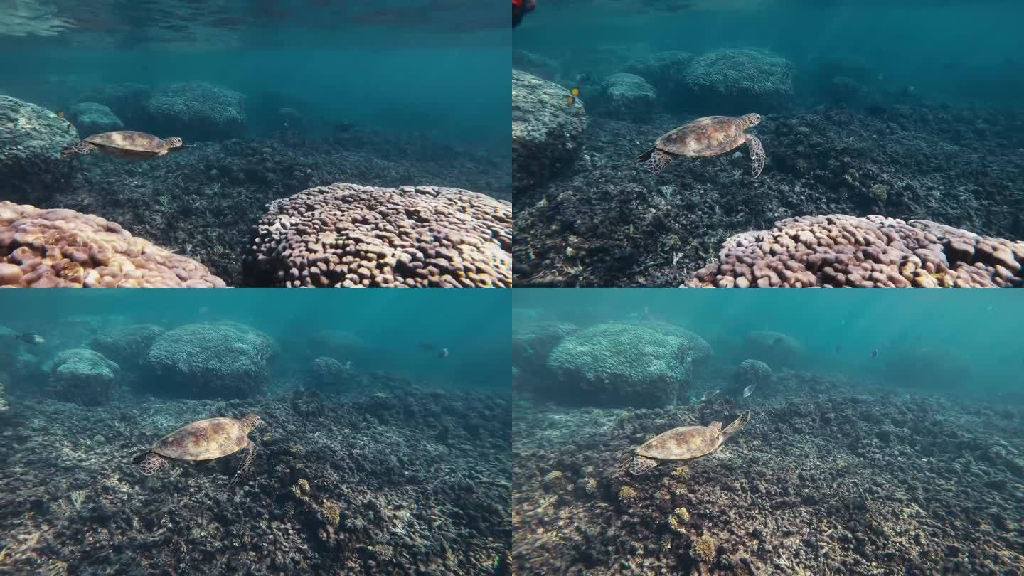 惊叹于一只华丽的海龟优雅地在清澈的海洋深处航行的宁静优雅。