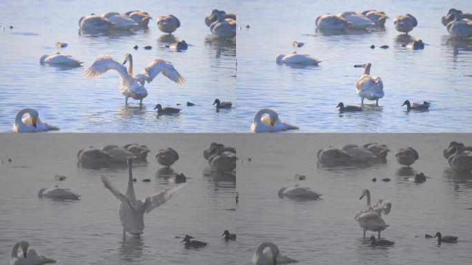 天鹅湿地湖水鸟类