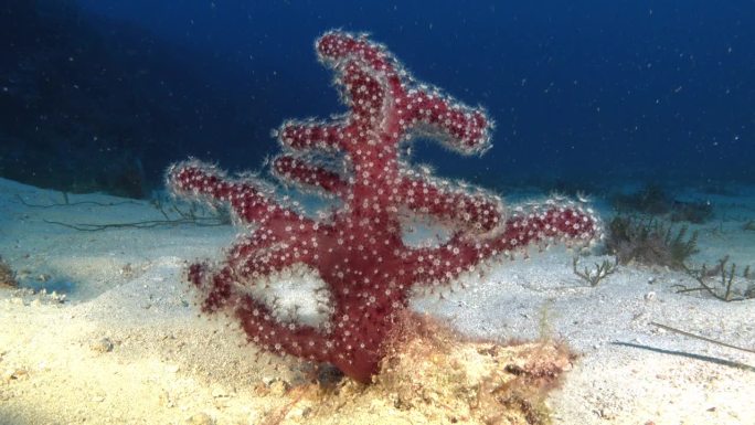 深海生物-海底的小红色软珊瑚