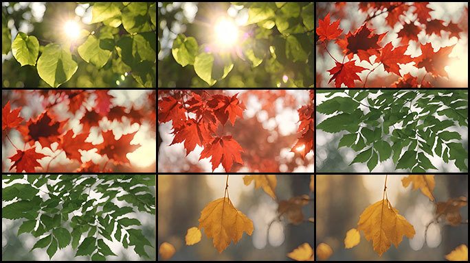 温暖的阳光透过树叶的唯美景色CG动画片