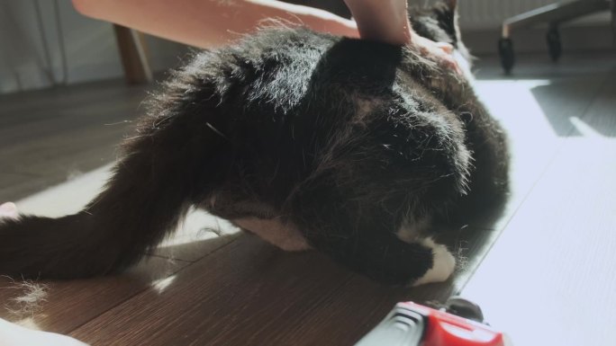 一个女人用发烧炉给猫梳毛。然后她用手抚摸猫，挑出在阳光下散落在房间里的羊毛残留物。