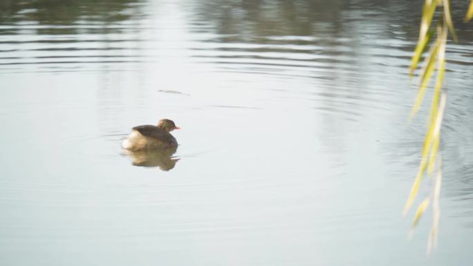 公园湖中的水鸟LOG