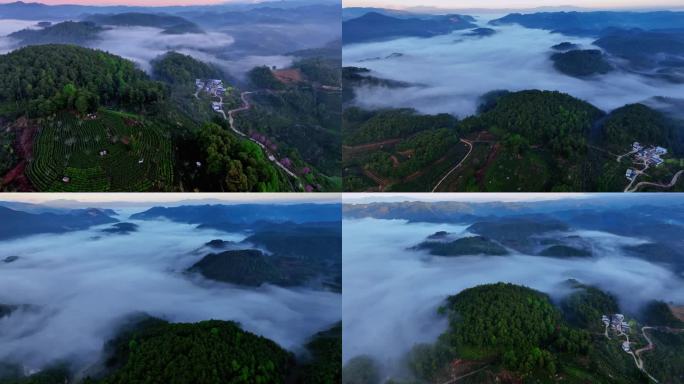 云海鸟瞰 茶山樱花人家  航拍延时