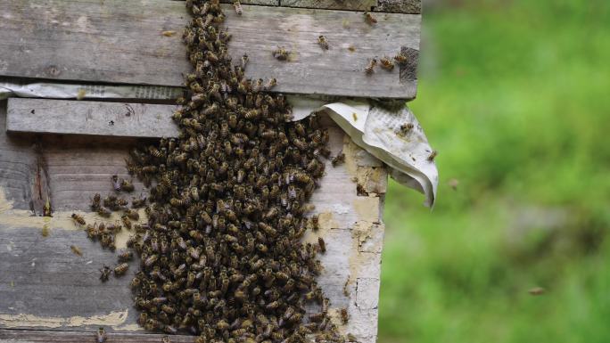 一群蜜蜂采蜂蜜