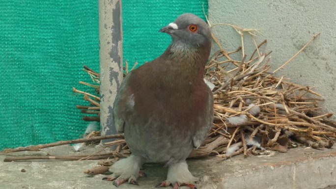 一只普通的岩鸽，Columba livia，也被称为岩鸽，站在那里盯着镜头。这只鸟站在用树枝和稻草搭