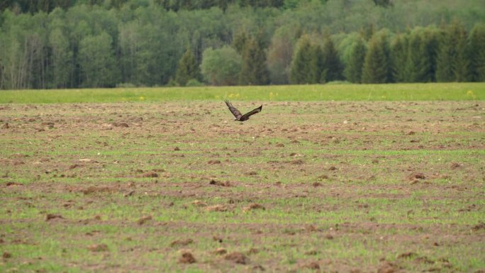 普通秃鹰或Buteo Buteo野鸟从春天的田野起飞。中型到大型的野鸟，活动范围覆盖欧洲大部分地区并
