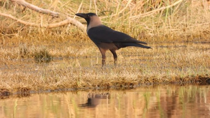 家乌鸦(Corvus splendens)正在喝水然后飞走，日落时分