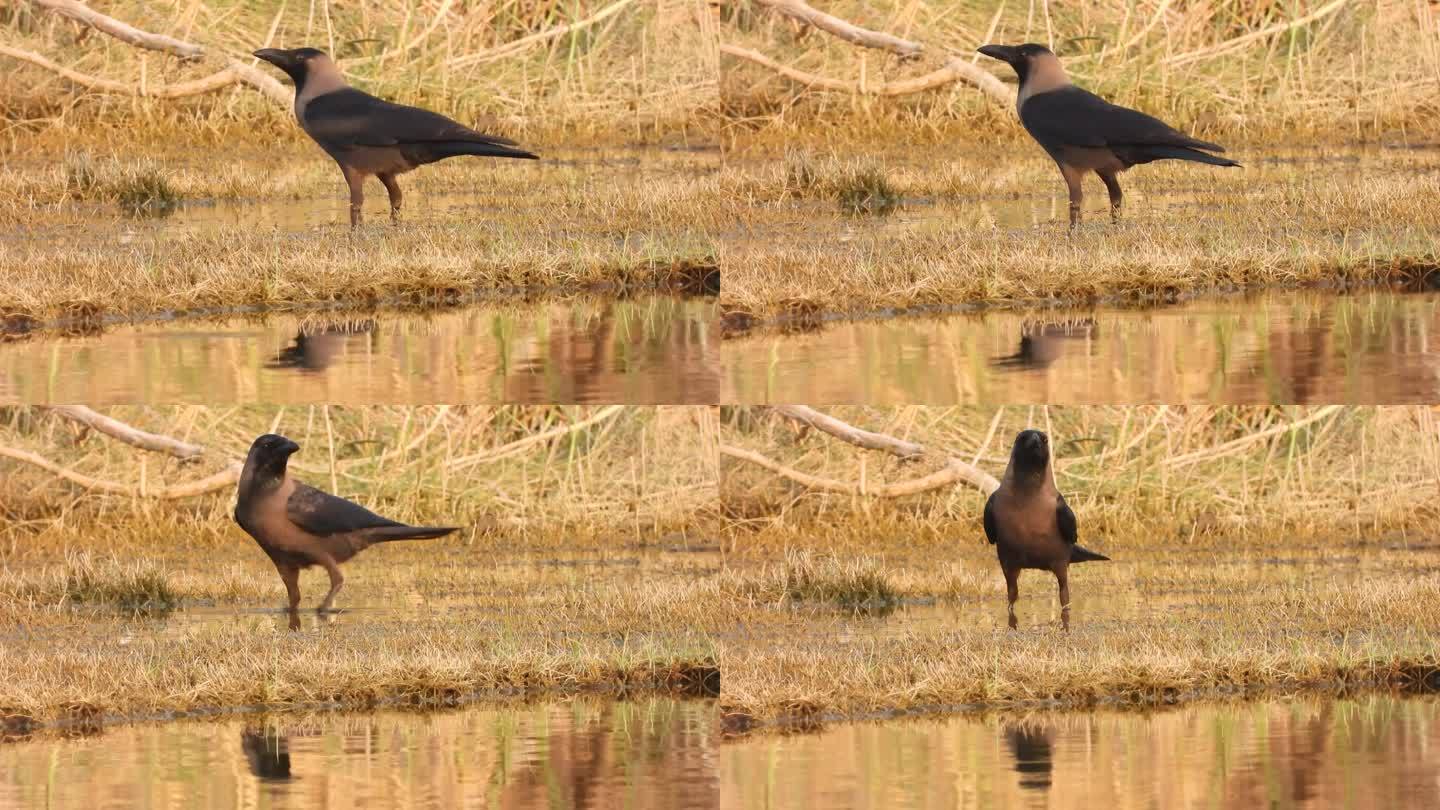 家乌鸦(Corvus splendens)正在喝水然后飞走，日落时分