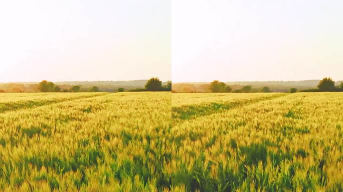 小麦飞在日落与云，农村农村-垂直视频为您的卷轴