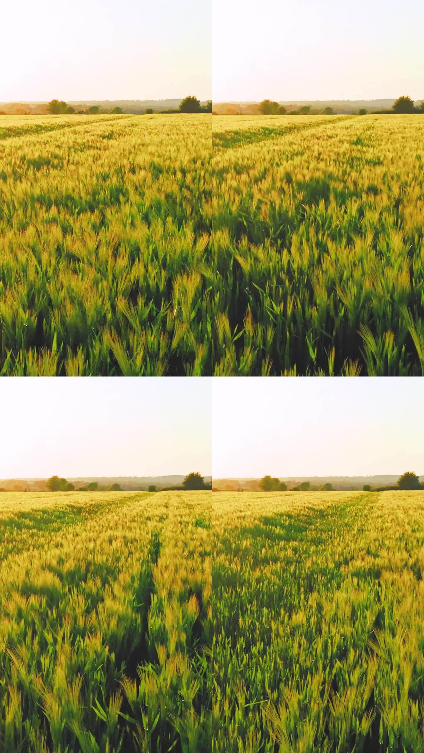 小麦飞在日落与云，农村农村-垂直视频为您的卷轴