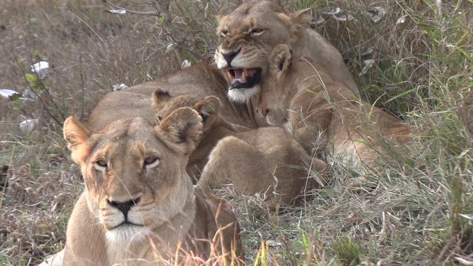 小狮子想找妈妈的麻烦，而哥哥则看着镜头