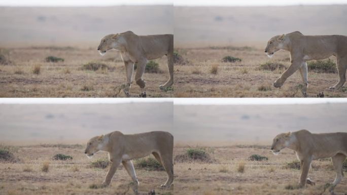 在马赛马拉草原上散步的雌狮