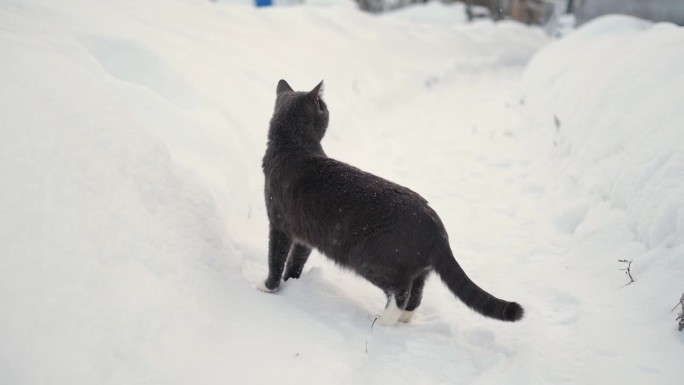 冬天在户外散步的猫。一只虎斑猫正在乡下的一场大雪中跳跃。下雪。被遗弃的灰猫。家畜在寒冷的户外。猫在四