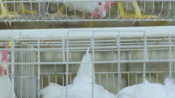 白羽鸡养鸡场养殖场