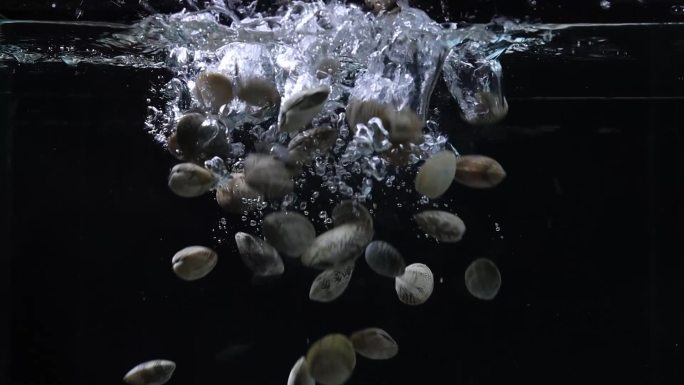 海货花甲海鲜美食蛤蜊花蛤