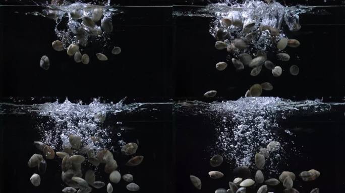 海货花甲海鲜美食蛤蜊花蛤