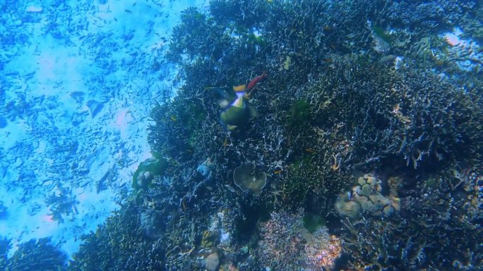 在Kho Similan岛浮潜，珊瑚礁和各种颜色的珊瑚鱼在一起。安达曼海在泰国美丽的动植物