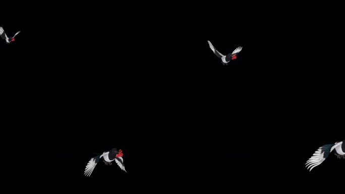 喜鹊鸟与红色Rowan浆果-飞行过渡- II - Alpha通道