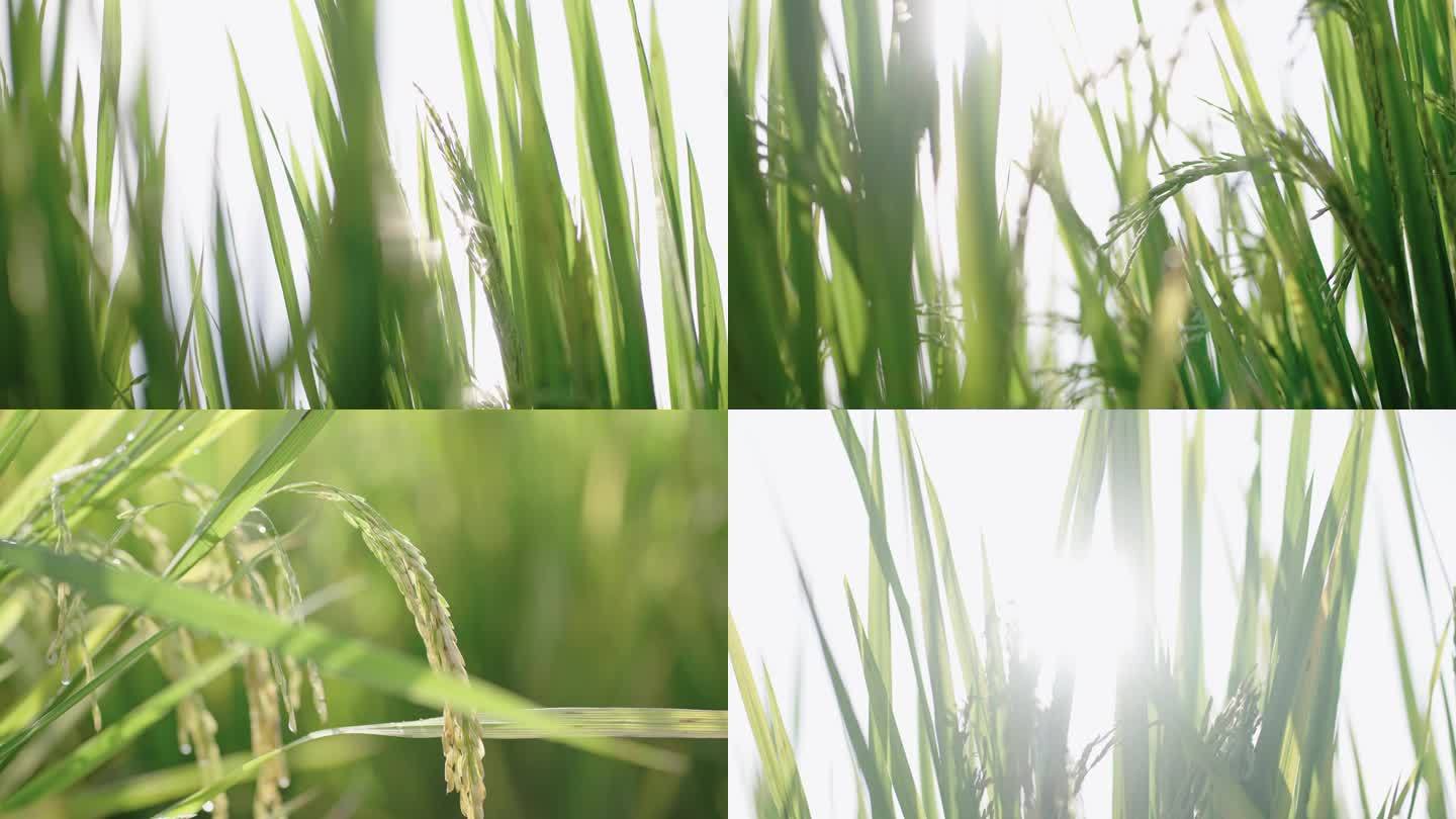阳光下的稻田稻谷02
