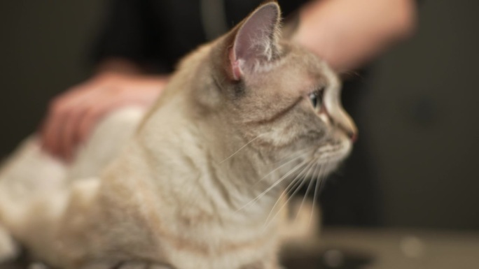 可爱的毛茸茸的大眼睛猫的特写肖像，在美容院美容护理和卫生治疗。专业美容师为宠物修剪和剃须