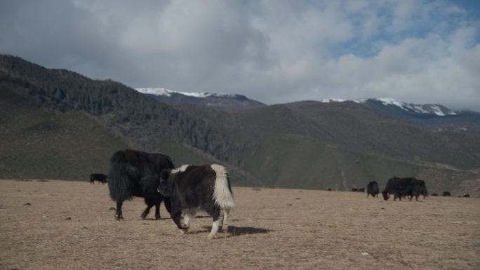 4K30帧石卡雪山下草甸上牦牛在缓慢跑动