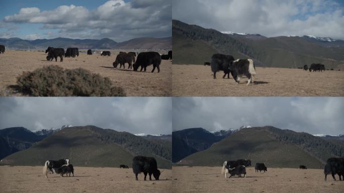 4K30帧石卡雪山下草甸上牦牛在缓慢跑动