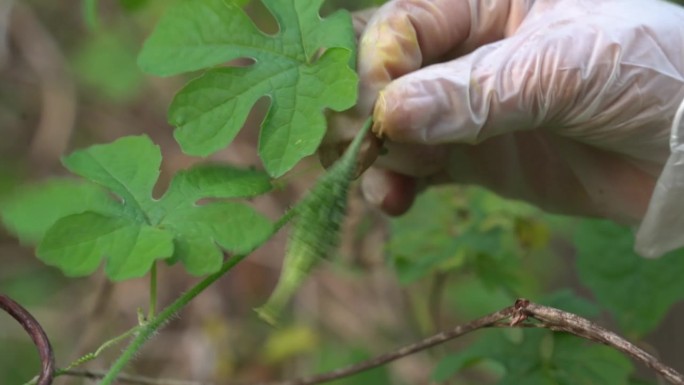 喀拉拉邦苦瓜植物的特写镜头，喀拉拉邦苦瓜挂在藤蔓上，用来制作有益减肥的草药健康茶