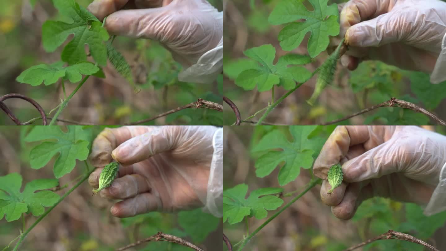 喀拉拉邦苦瓜植物的特写镜头，喀拉拉邦苦瓜挂在藤蔓上，用来制作有益减肥的草药健康茶