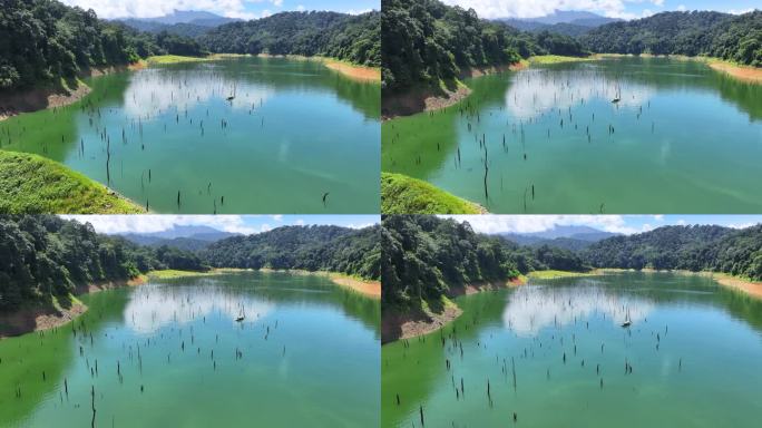 属自由漂浮的水生植物，在池塘表面覆盖着一层绿色