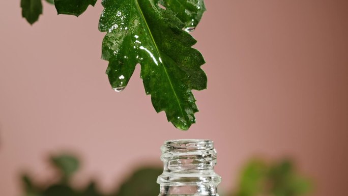 香水。绿叶上的水滴特写，滴入瓶中的植物油。制作芳香精华液、液体萃取液、护肤套路、治疗精油、水疗概念。