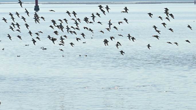 斑尾塍鹬群飞行着陆海滩