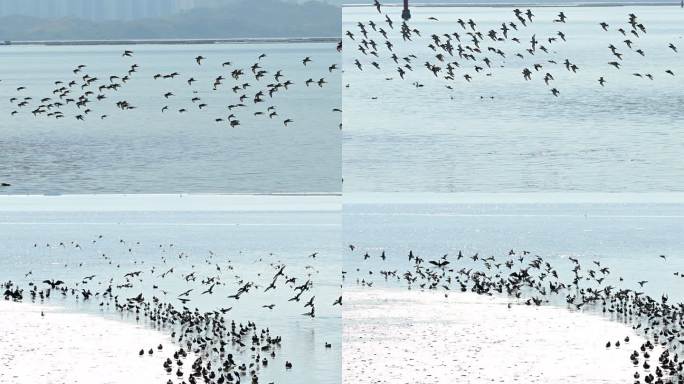斑尾塍鹬群飞行着陆海滩