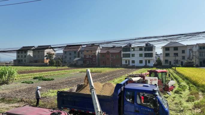 杭州市富阳区新桐乡稻谷熟了 机械收割